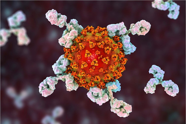 Fig 1. A graph demonstrating antibody. (Creative Biolabs Authorized)