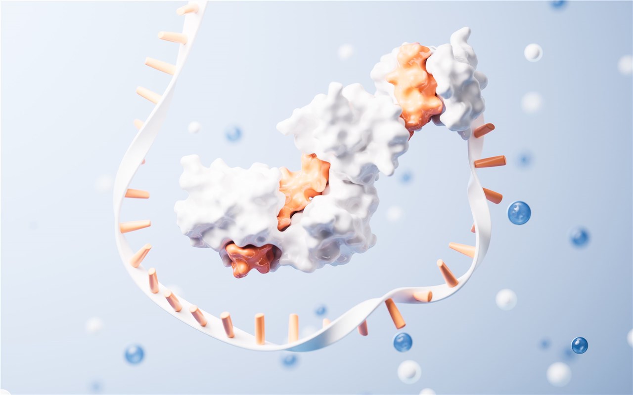 Fig 1. A graph demonstrating antibody gene synthesis. (Creative Biolabs Authorized)
