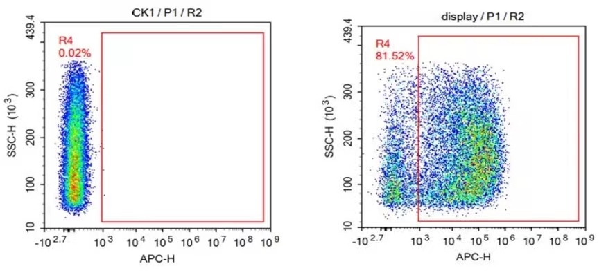 Fig.1 Case for yeast display scFv antibody library construction. (Creative Biolabs Original)