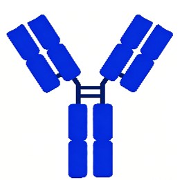 Fig.2 Antibody (Creative Biolabs AI)