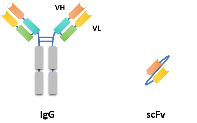 Fig 1. A graph for scFv and conventional IgG antibody. (Creative Biolabs Original)