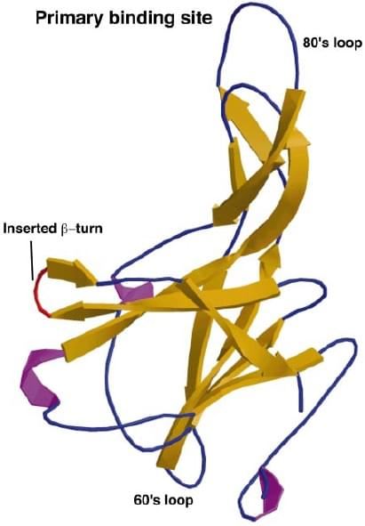 Ribbon plot of a 2.0 Å structure of mEcotin, showing β-sheets in yellow, helices in magenta, and flexible loops and turns in blue. The introduced β-turn is labeled red.