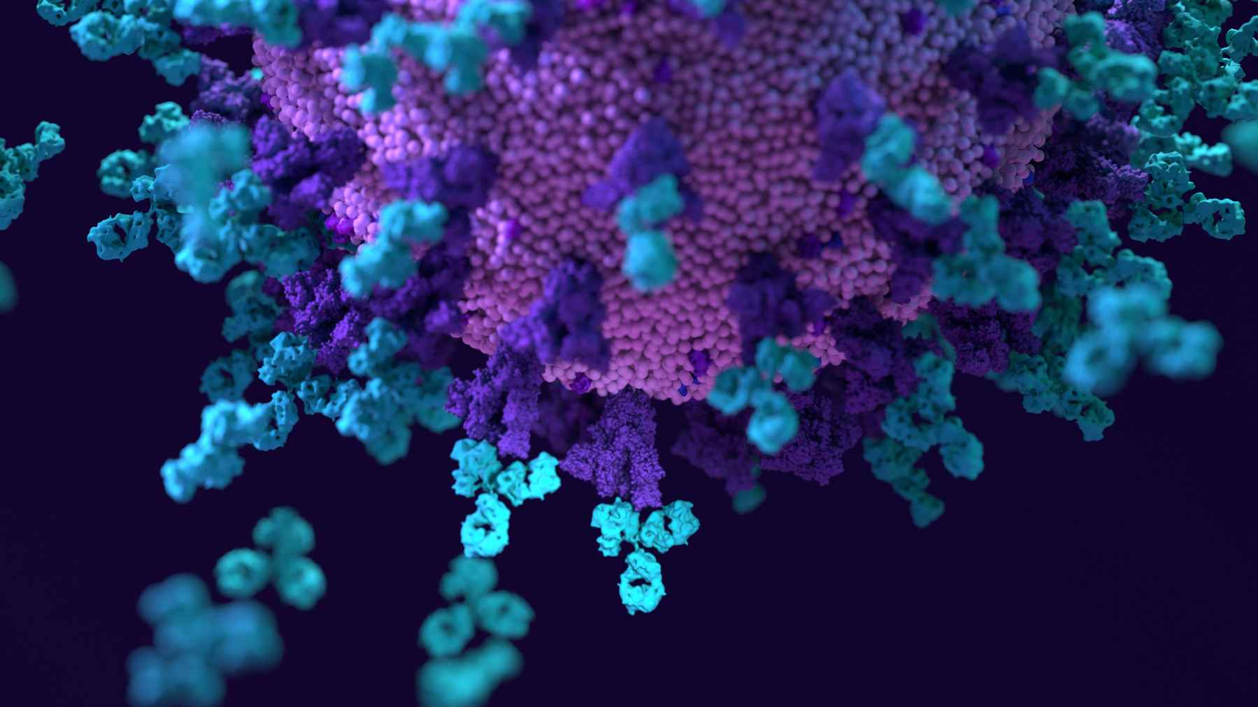 Fig 1. A picture demonstrating antibody. (Creative Biolabs Authorized)