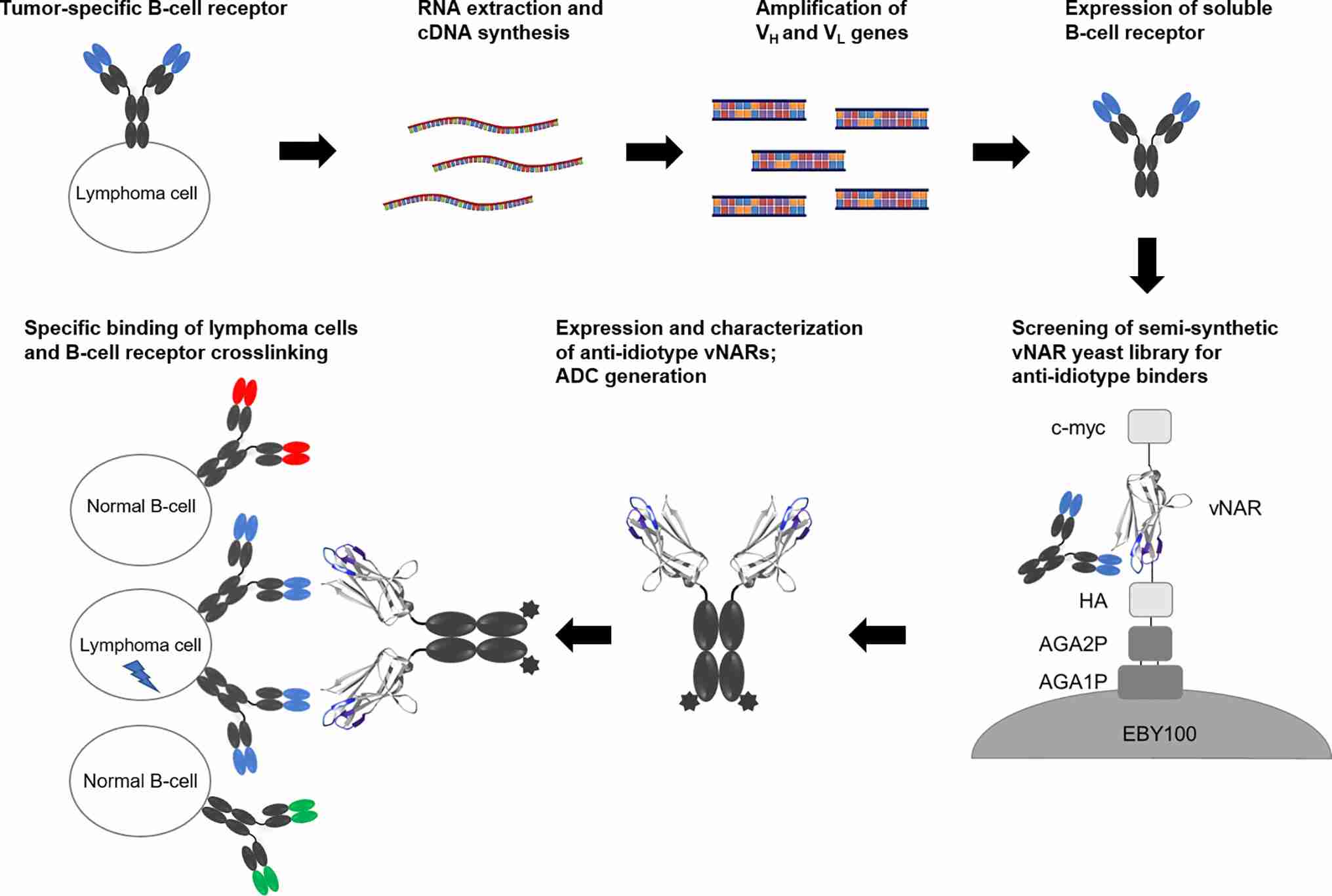 Fig 2. Overview of anti-idiotype antibody discovery. (OA Literature).