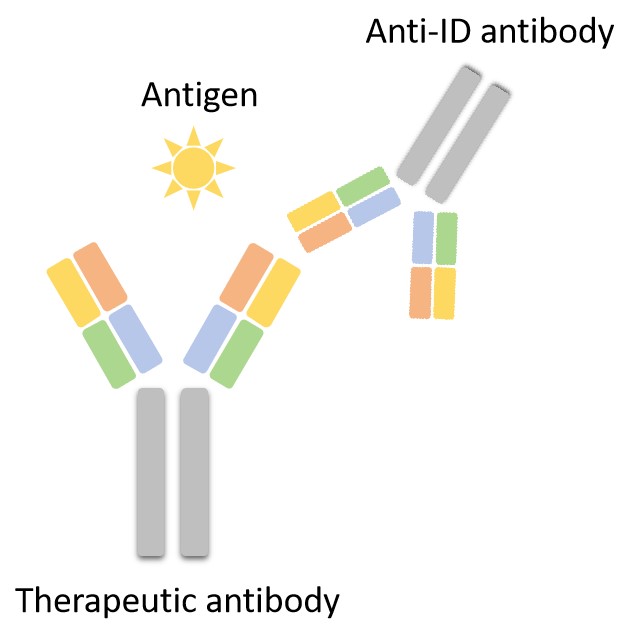 Fig 3. A graph demonstrating type-1 anti-ID antibody. (Creative Biolabs Original)