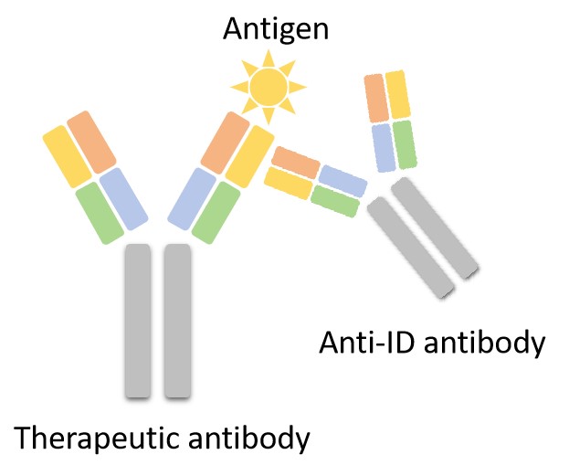 Fig 4. A graph demonstrating type-2 anti-ID antibody. (Creative Biolabs Original)