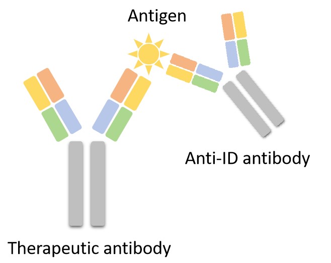 Fig 5. A graph demonstrating type-3 anti-ID antibody. (Creative Biolabs Original)