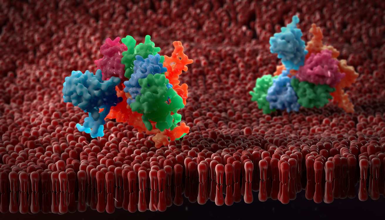 Fig 1. A picture demonstrating membrane protein. (Creative Biolabs Authorized)