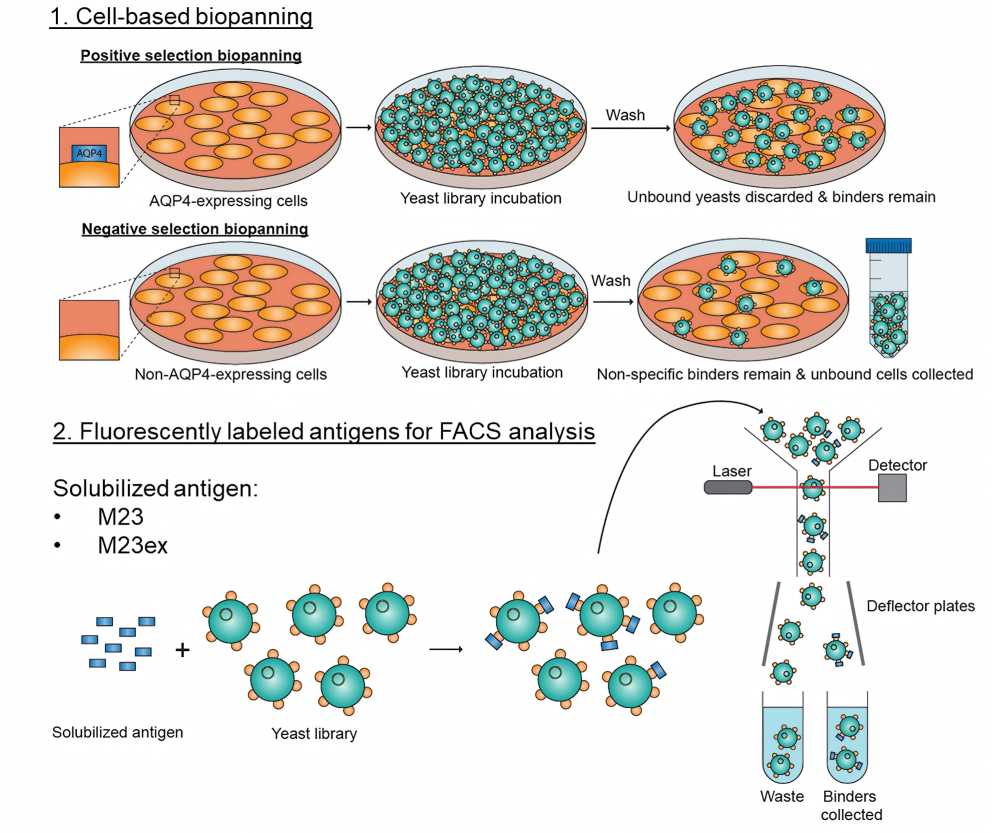 Fig 2. A schematic representation of the screening procedure. (OA Literature).