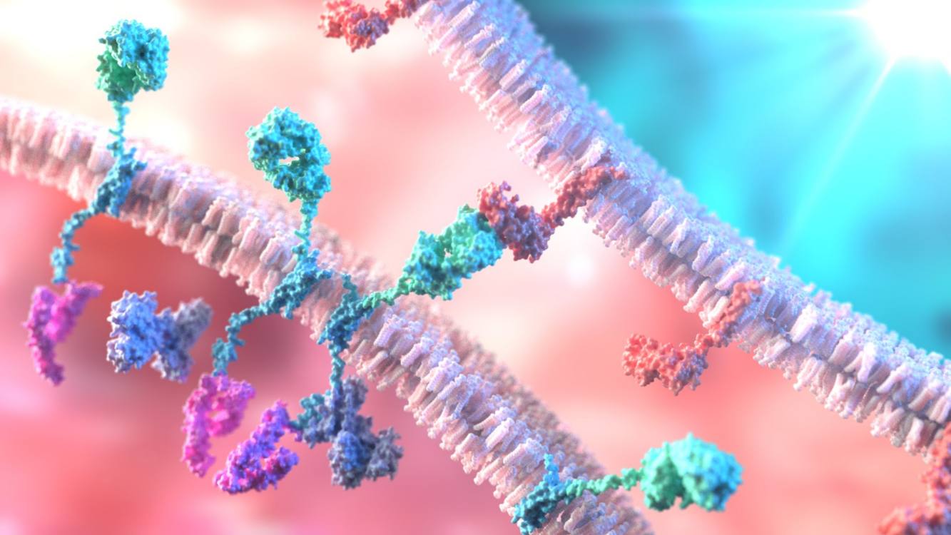 Fig 1. A picture demonstrating CAR-T therapy. (Creative Biolabs Authorized)