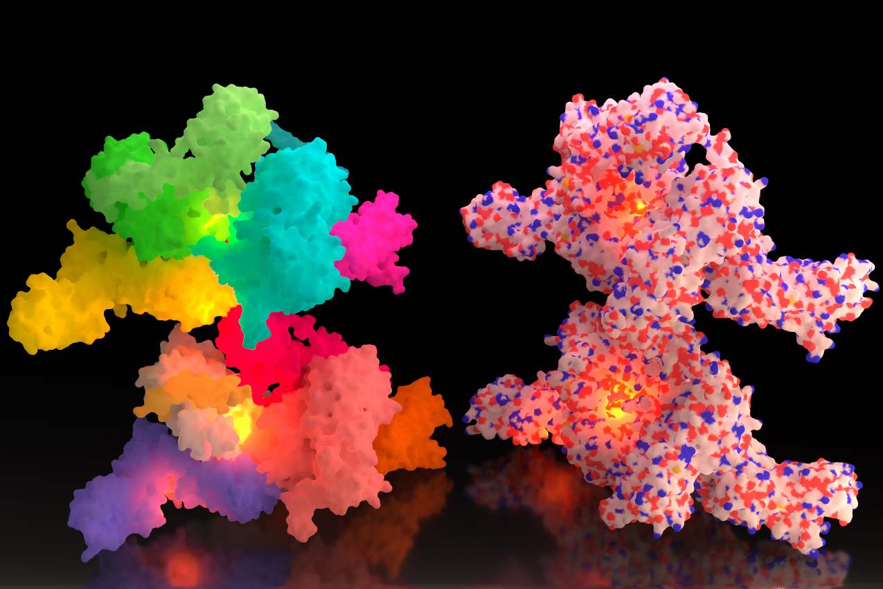 Fig 1. A picture demonstrating protein. (Creative Biolabs Authorized)