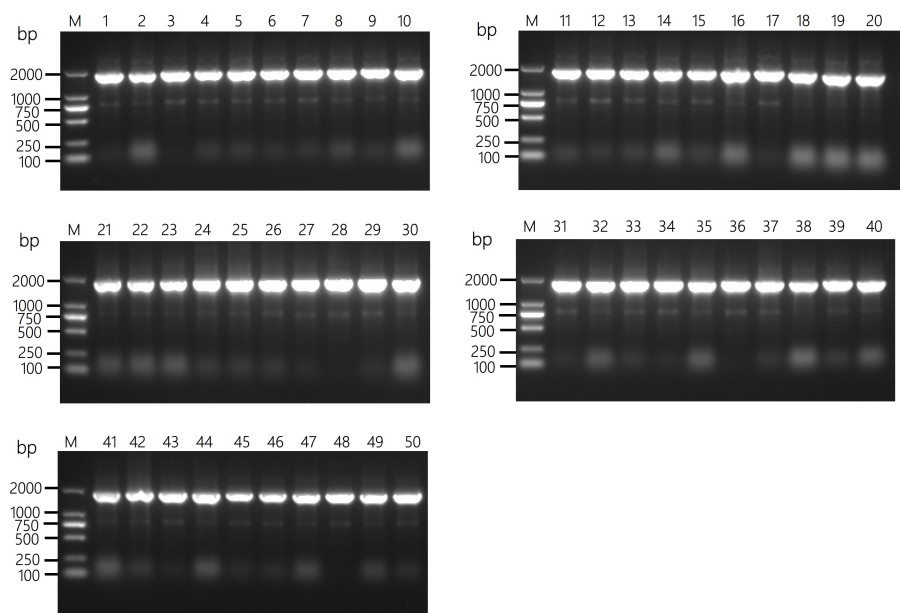Fig 2. Graph illustrating the QC colony PCR results of the MuFabL-2 library. (Creative Biolabs Original).