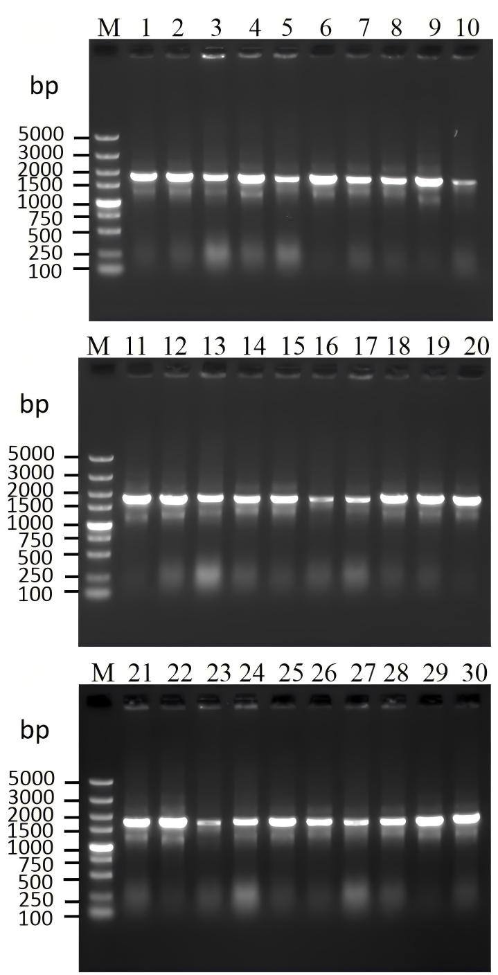 Fig 2. Graph showing the QC colony PCR of RaFabL-2 library. (Creative Biolabs Original).