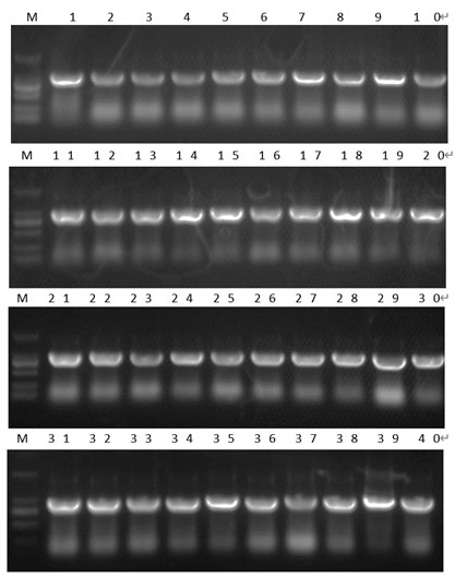 Fig 1. Graph depicting the QC colony PCR of Chicken-ScL-2 library. (Creative Biolabs Original).