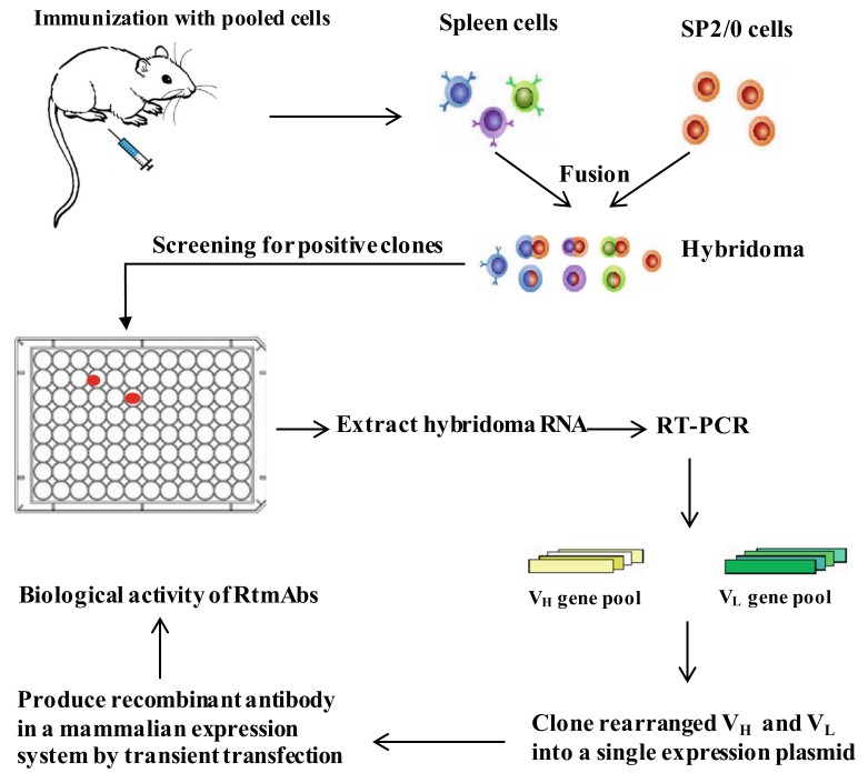 Fig.1 The schematic illustration of a rapid high-throughput method to select recombinant RtmAbs. (Chen, 2018)