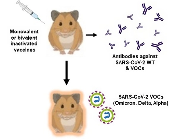 A diagram summarizing hamster antibodies fighting viral infection.