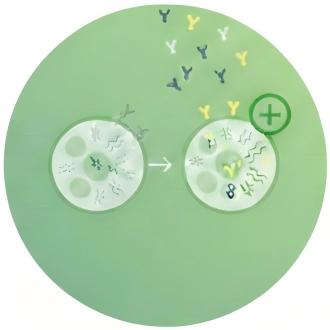 Fig.12 Conformation-Sensitive Screening. (Creative Biolabs AI)