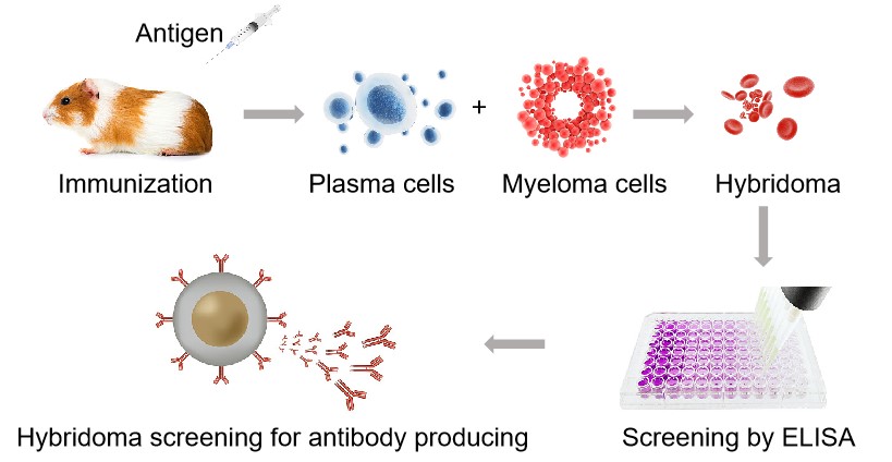 Fig.1 Workflow for the production of monoclonal antibodies using guinea pigs. (Creative Biolabs Original)