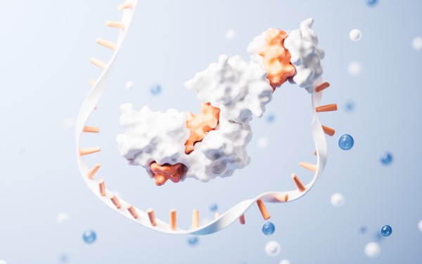 Fig.1 Premade Antibody Library based Anti-Idiotype Antibody Discovery. (Creative Biolabs Authorized)