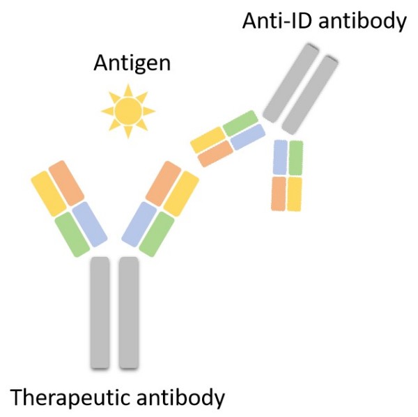 Fig.1 Neutralizing Anti-Idiotype Antibody. (Creative Biolabs Original)