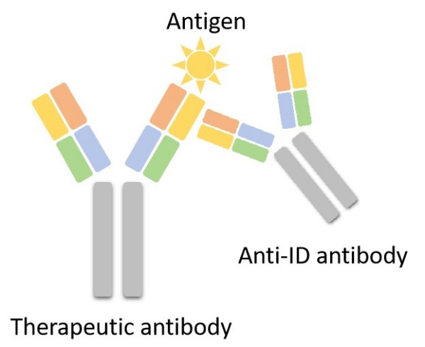 Fig.2 Non-Neutralizing Anti-Idiotype Antibody. (Creative Biolabs Original)