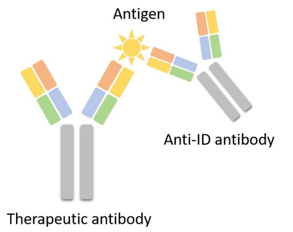 Fig.3 Regulatory Anti-Idiotype Antibody. (Creative Biolabs Original)