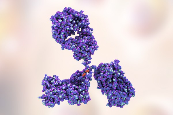 Fig.1 Premade Antibody Library based TCR-Like Antibody Discovery. (Creative Biolabs Authorized)