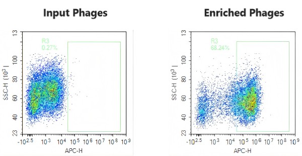 Fig.8 Graph displaying the FACS validation results. (Creative Biolabs Original)