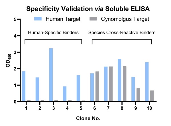Fig.13 Graph displaying the validation results for Cross-Reactive antibody. (Creative Biolabs Original)