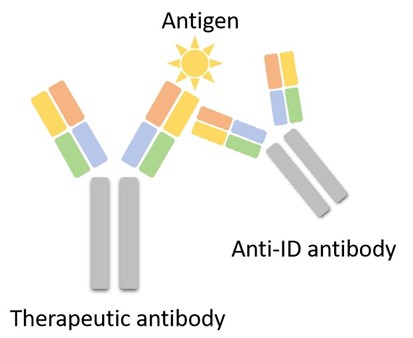 Fig 10. Picture showing type 2 anti-idiotypic. (Creative Biolabs Original).