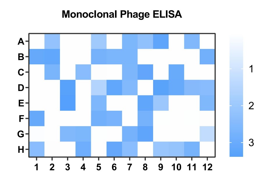 Fig 12. Graph displaying the phage ELISA validation results. (Creative Biolabs Original).