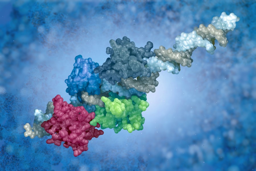 Fig 2. Anti-peptide/protein antibody discovery via premade library. (Creative Biolabs Original)