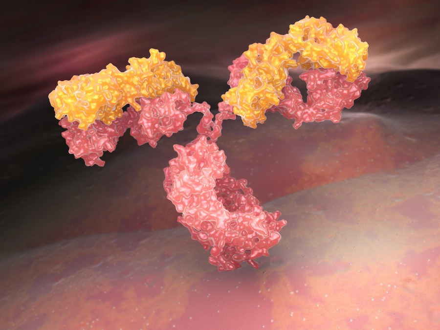 Fig 5. Anti-epitope antibody discovery via premade library. (Creative Biolabs Original)