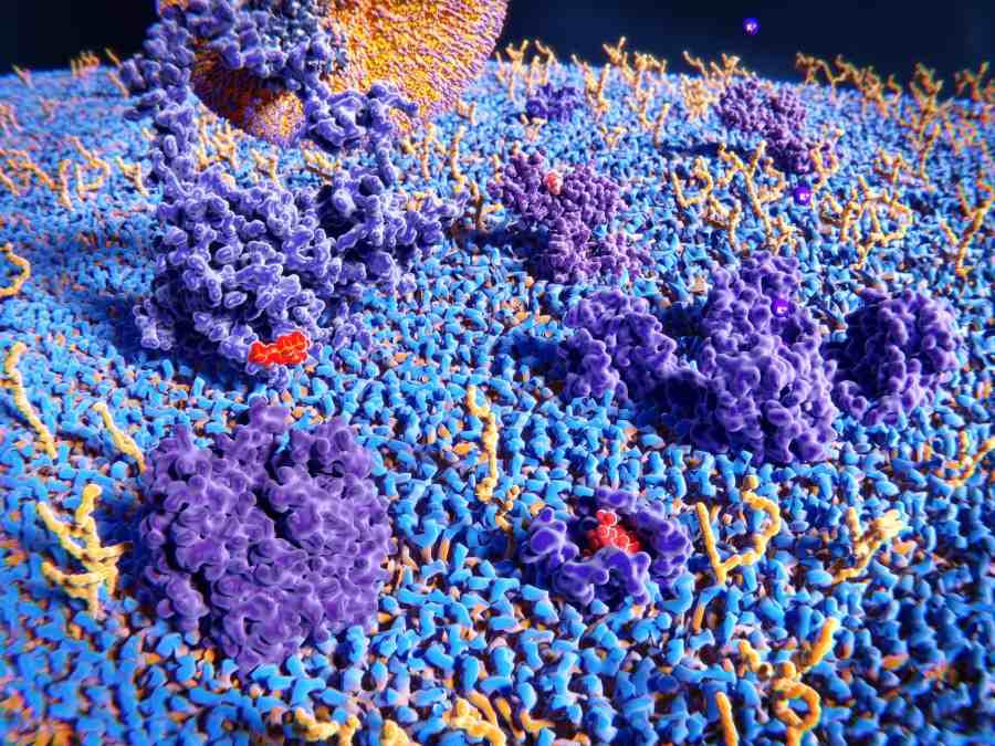 Fig 8. Antibody discovery for immunotherapy via premade library. (Creative Biolabs Original)
