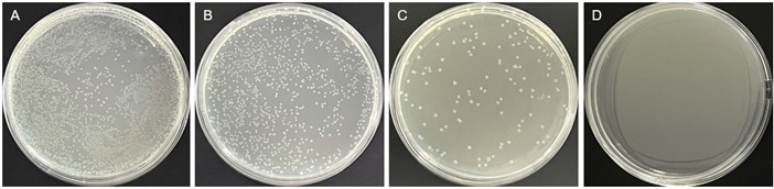 Fig 1. Graph showing the library capacity of the LlaVHHL-1 library. (Creative Biolabs Original).