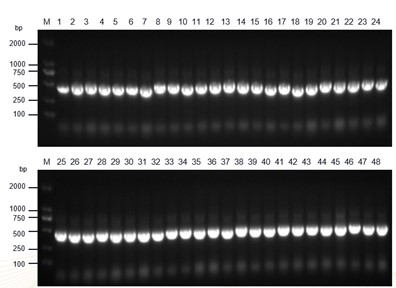 Fig 2. Graph illustrating the QC colony PCR results of the LlaVHHL-1 library. (Creative Biolabs Original).