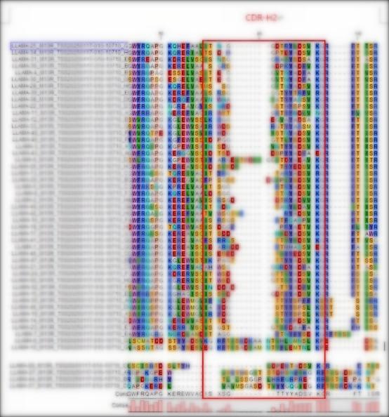 Fig 4. Graph displaying the sequencing results-2 of the LlaVHHL-1 library. (Creative Biolabs Original).