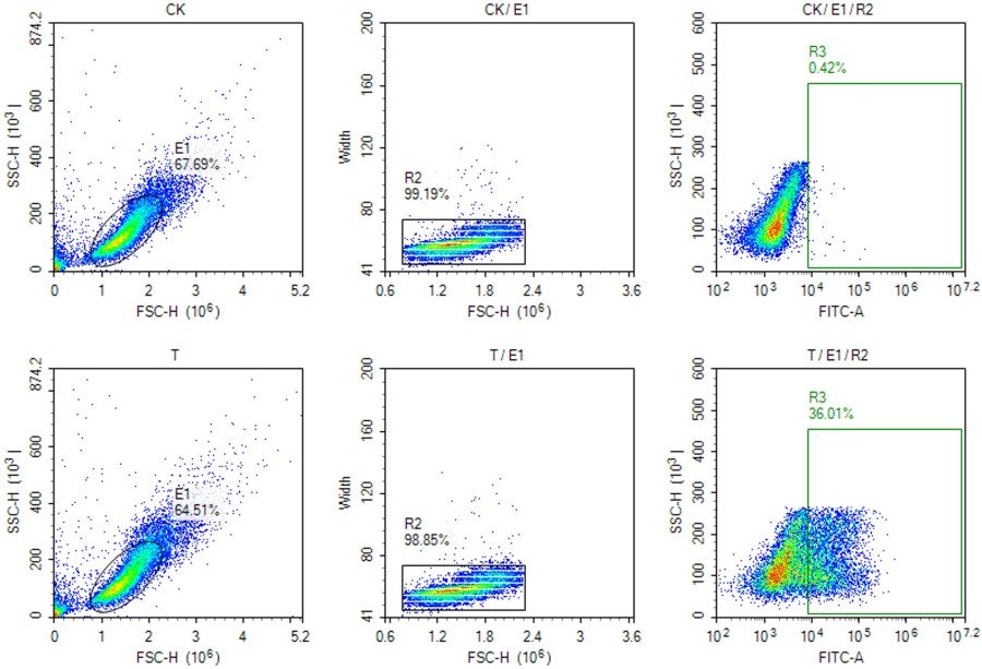 Fig 4. Graph depicting the display efficiency of LlaVHH-YPD-1 library. (Creative Biolabs Original).