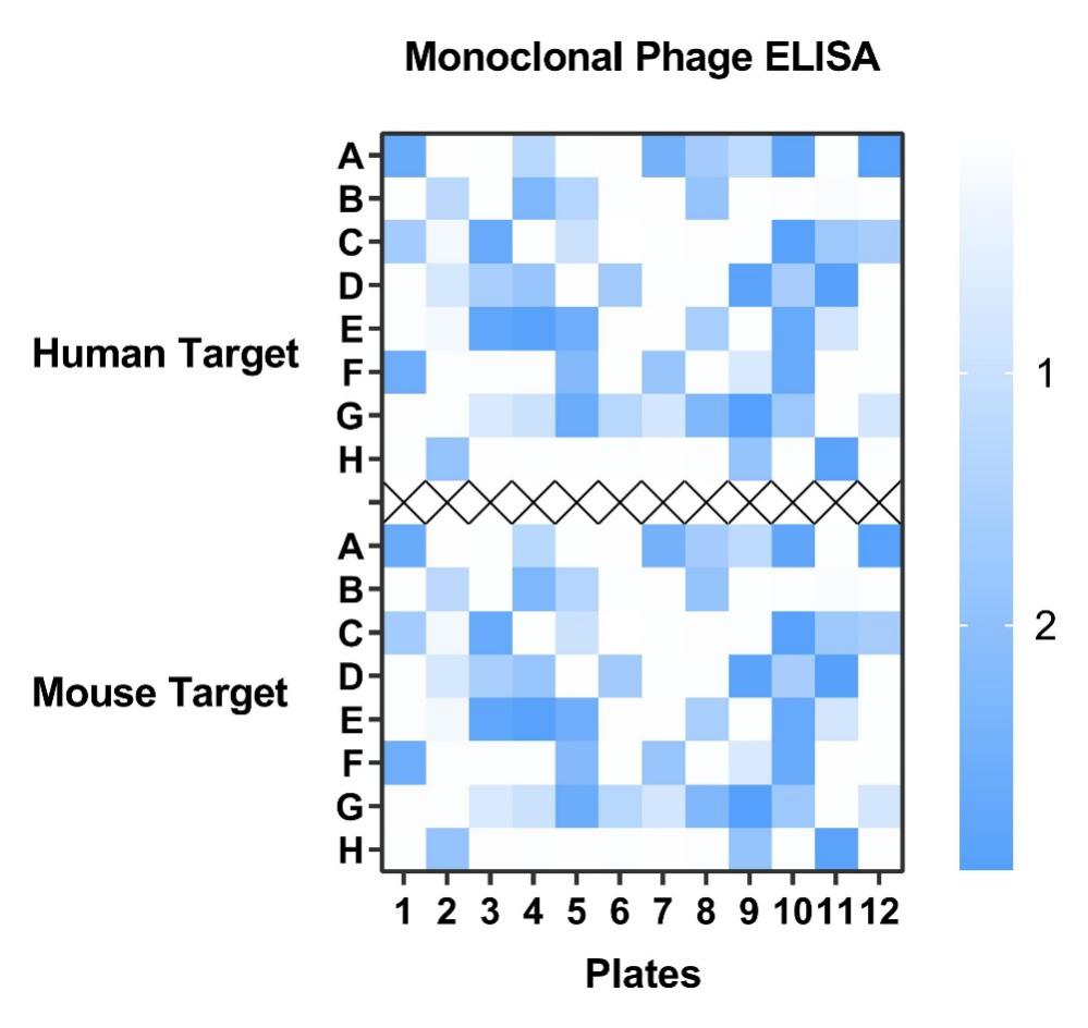 Fig.8 Graph displaying the phage ELISA validation results. (Creative Biolabs Original)
