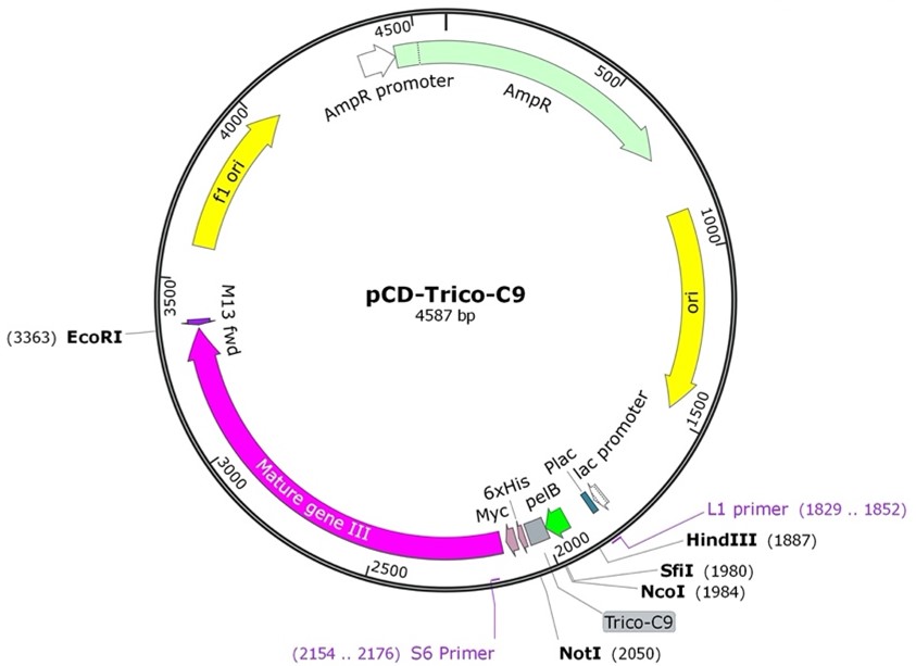 Fig 1. Graph showing the library design of the TriCo-C9 library. (Creative Biolabs Original).