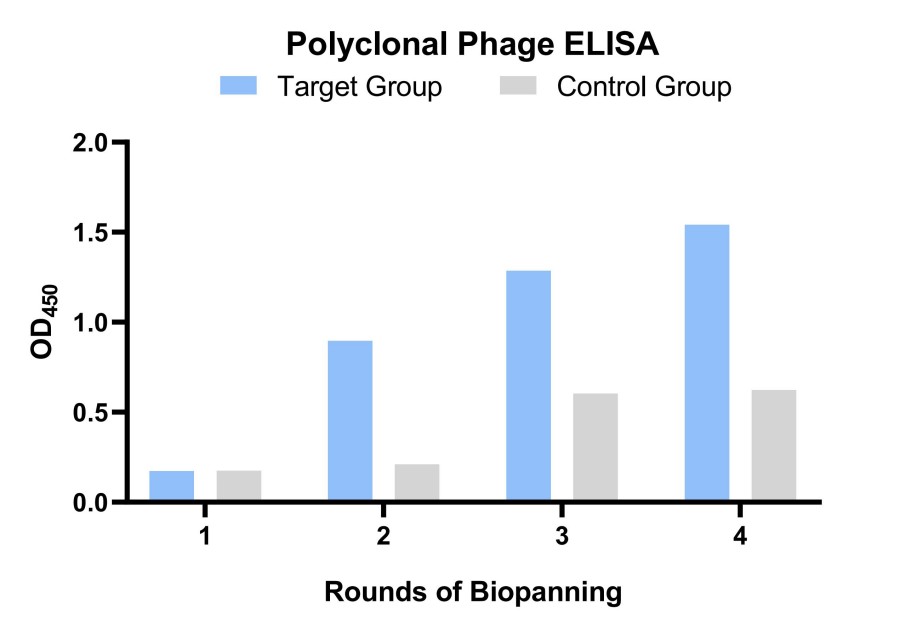 Fig 7. Graph displaying the polyclonal phage validation results. (Creative Biolabs Original).