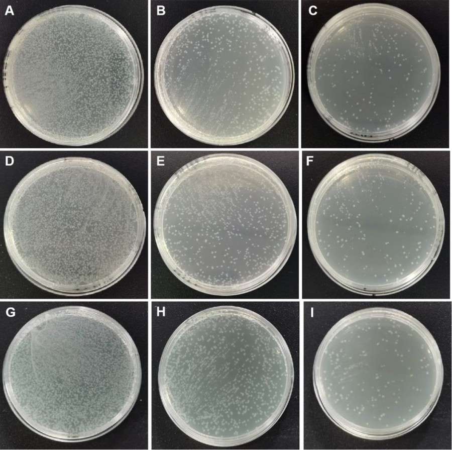 Fig 1. Graph showing the library capacity of the Protease-10A library. (Creative Biolabs Original).
