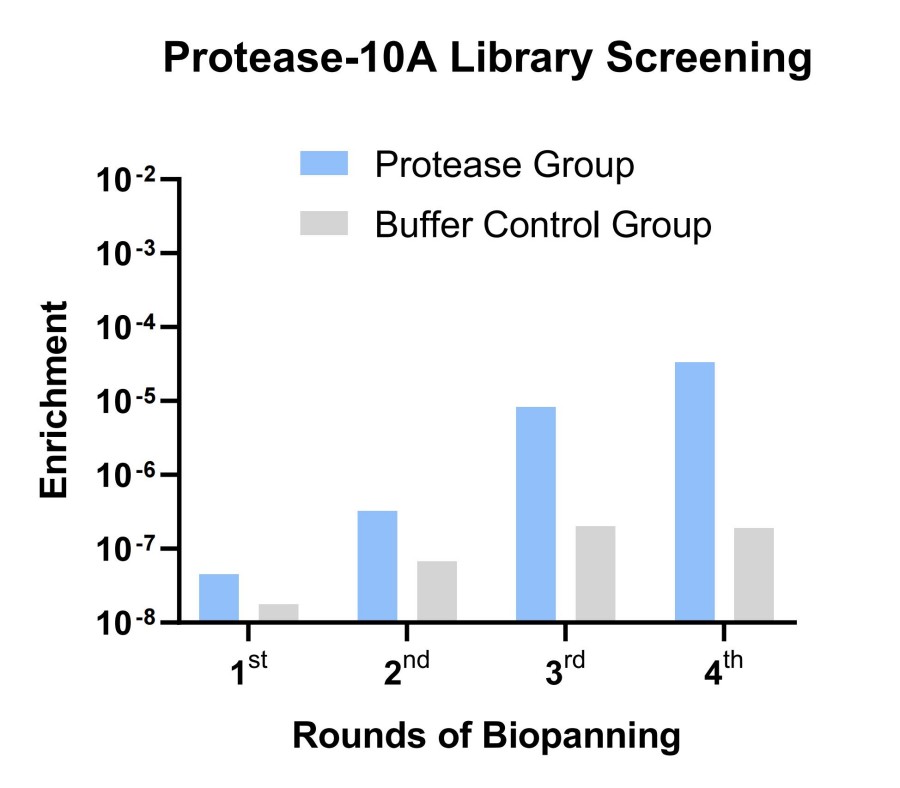 Fig 4. Graph illustrating the screening outcomes for Protease-10A library. (Creative Biolabs Original).