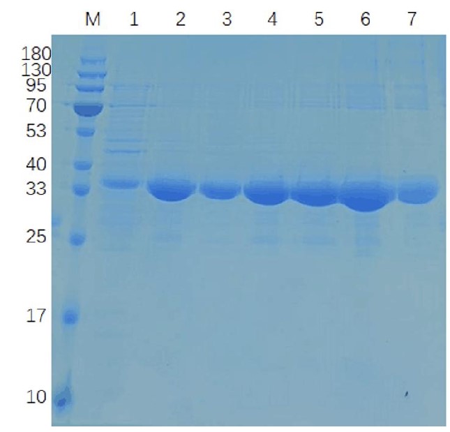 Fig.4 Reducing 12% SDS-PAGE analysis of purified recombinant protein. (Creative Biolabs Original)
