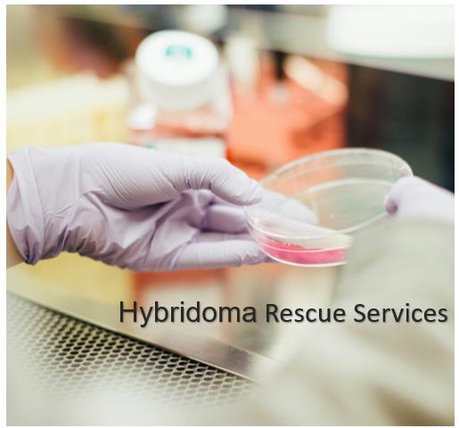 Fig.1 Hybridoma Rescue Services at Creative Biolabs. (https://unsplash.com/photos/person-holding-round-clear-container-tGYrlchfObE)