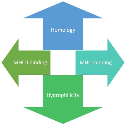 Fig.2 Factors for immunogen design. (Creative Biolabs Original)