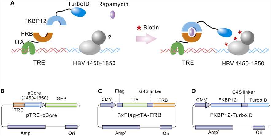 TurboID-based proximity labeling system. 