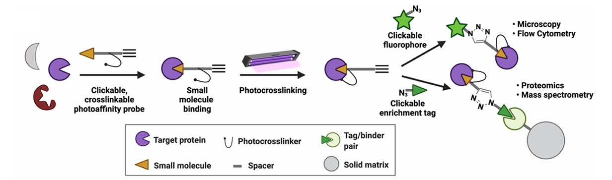 Fig.1 Photoaffinity labelin for target screening. (OA Literature)