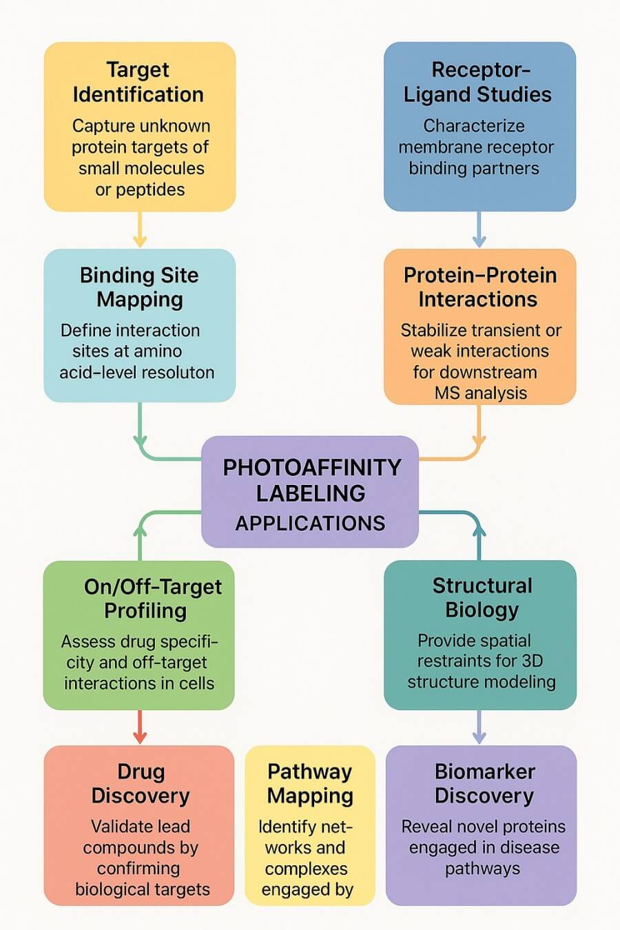 Fig.2 Photoaffinity labeling applications. (Creative Biolabs Original)
