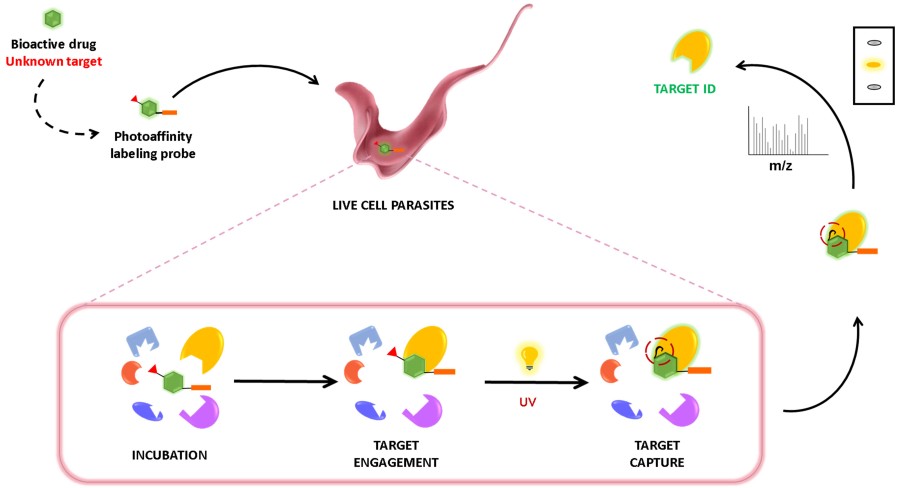 Fig.2 Photoaffinity labeling schematic diagram. (OA Literature)
